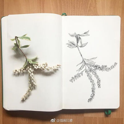 漂亮的植物速写~【插画师：Courtney Roth】 ​