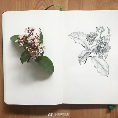 漂亮的植物速写~【插画师：Courtney Roth】 ​