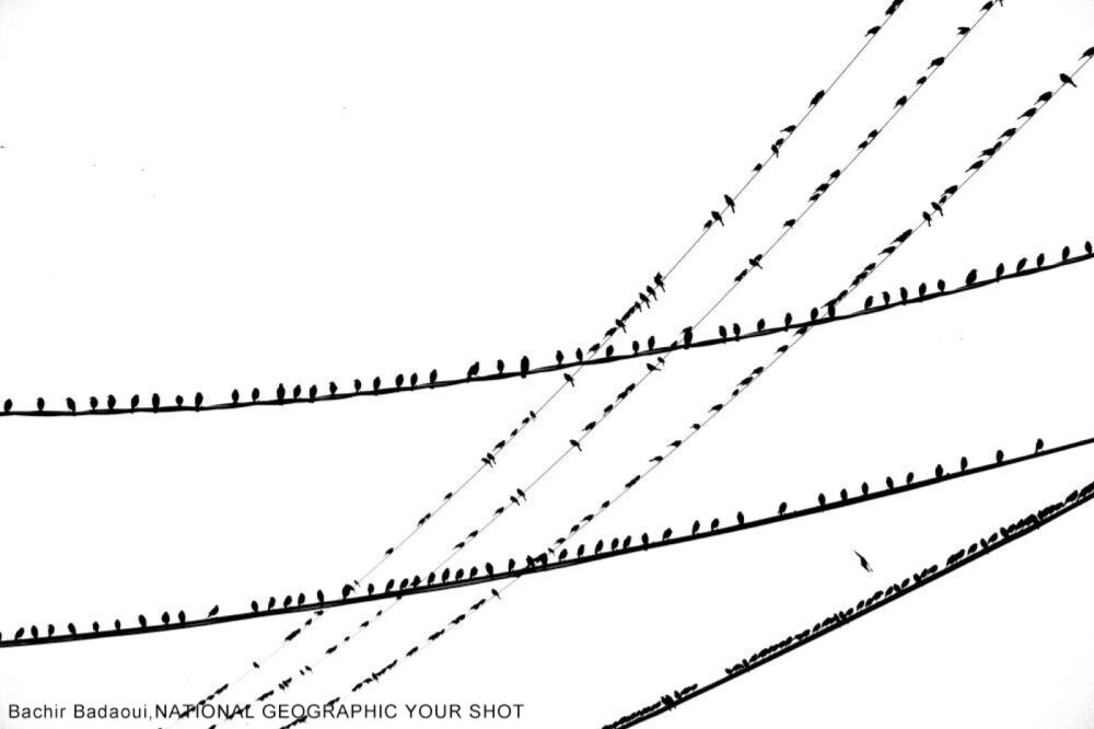 许多鸟儿聚集在网状交错的电线上，彷佛乐谱上的音符一样，谱出它们的求偶之歌。 (摄影:Bachir Badaoui)
