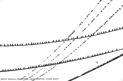 许多鸟儿聚集在网状交错的电线上，彷佛乐谱上的音符一样，谱出它们的求偶之歌。 (摄影:Bachir Badaoui)

