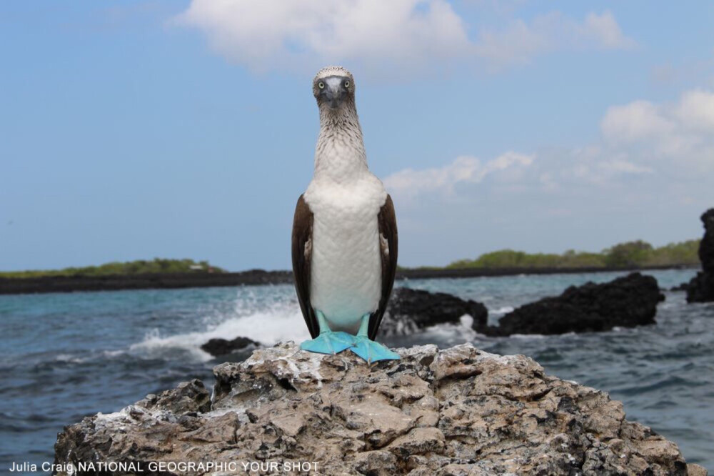 蓝脚鲣鸟
在加拉巴哥群岛 （Galápagos Islands）的校外教学期间，我们参加了伊莎贝拉岛（Isabella island）的划船行程，去体验浮潜以及观察海洋野生动物。经过这片岩石的时候，我们都停下了动作，因为岩石上栖息著有名的蓝脚鲣鸟。我拍到的这只是公鸟，因为公鸟的瞳孔比较小。这种鸟最令人印象深刻的，就是它们颜色鲜明、深浅各异的蓝色双脚。 (摄影:Julia Craig)