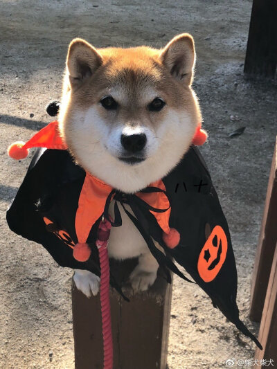 hana宝宝的Trick or Treat twitter：87shiba87 ?