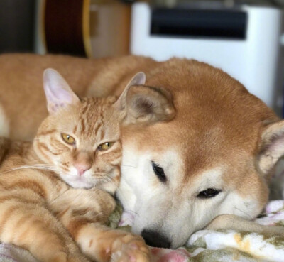 柴犬和橘猫的日常.... ​