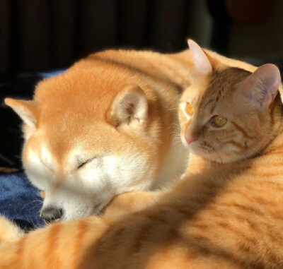 柴犬和橘猫的日常.... ​