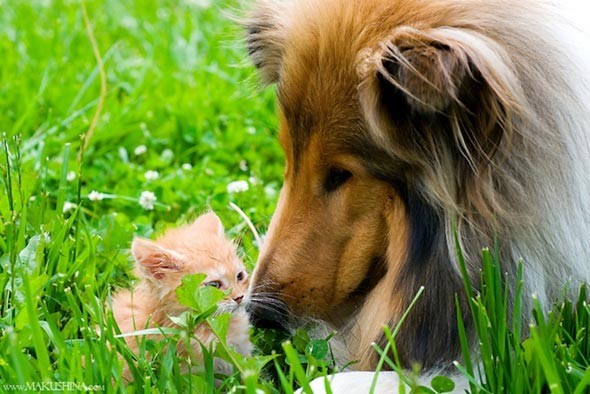 俄罗斯一位女主人爱琳娜跟牧羊犬在街上散步时，巧遇了一只瘦弱的流浪小橘猫，它十分紧张又警戒，但牧羊犬马上展现温柔友善的一面，甚至散发出无私的母爱保护它，最后爱琳娜看到这一幕决定收养了它，还给它取名布雷！ ​