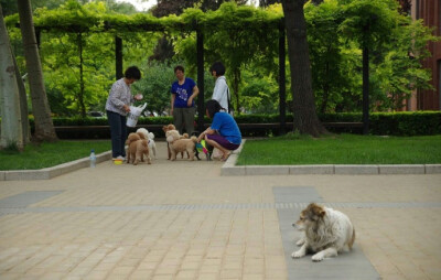 偶然看到的图片：我也想要有个家。  丨摄影师 ​