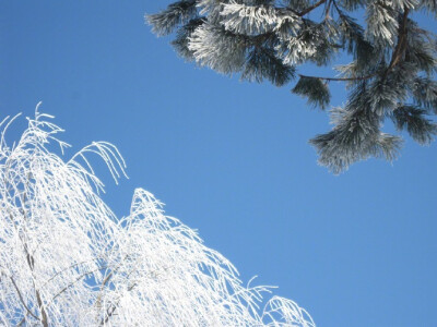 这个冬天，我们一起去北海道看雪吧~ ​