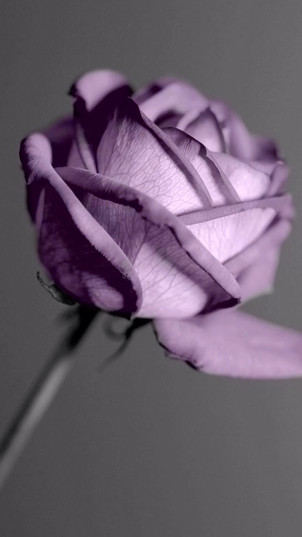 手机壁纸紫色玫瑰图片