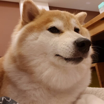 狗头像
