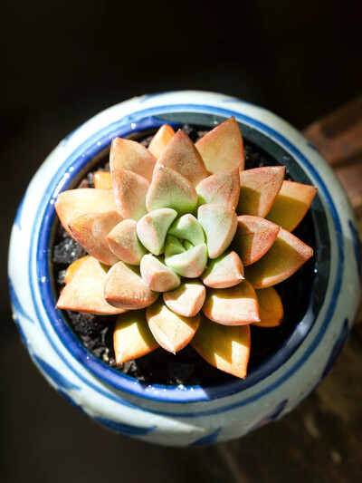 尖叶葡萄多肉植物新手好养办公室肉肉植物盆栽花卉花陌派云南多肉