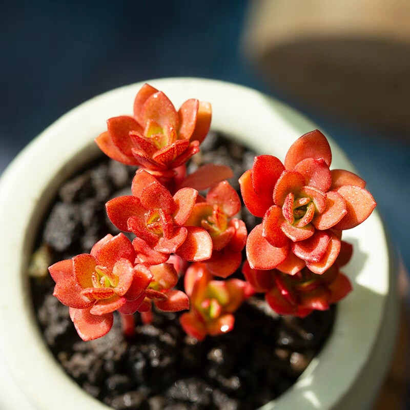 火焰景天群生多肉植物新手好养盆栽绿植花卉萌肉肉花陌派云南多肉