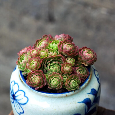 红颜瓦莲群生多肉植物萌肉肉室内组合盆栽花卉绿植花陌派云南多肉