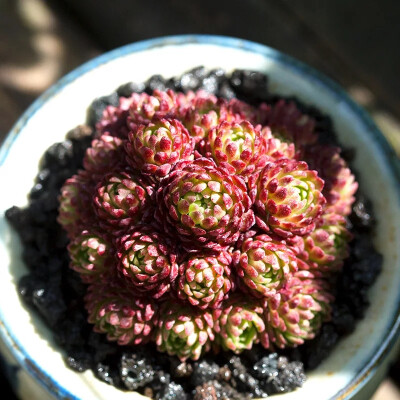 小黑衣群生多肉植物稀有肉肉四季组合盆栽绿植花卉花陌派云南多肉