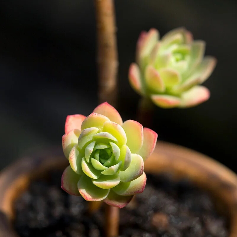 薄化妆多肉植物老桩办公室阳台精品盆栽绿植萌肉肉花陌派云南多肉