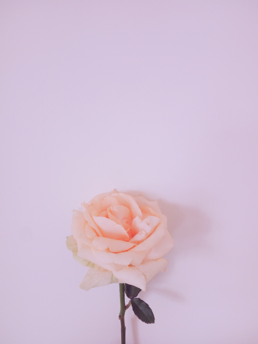 花玫瑰色调意境