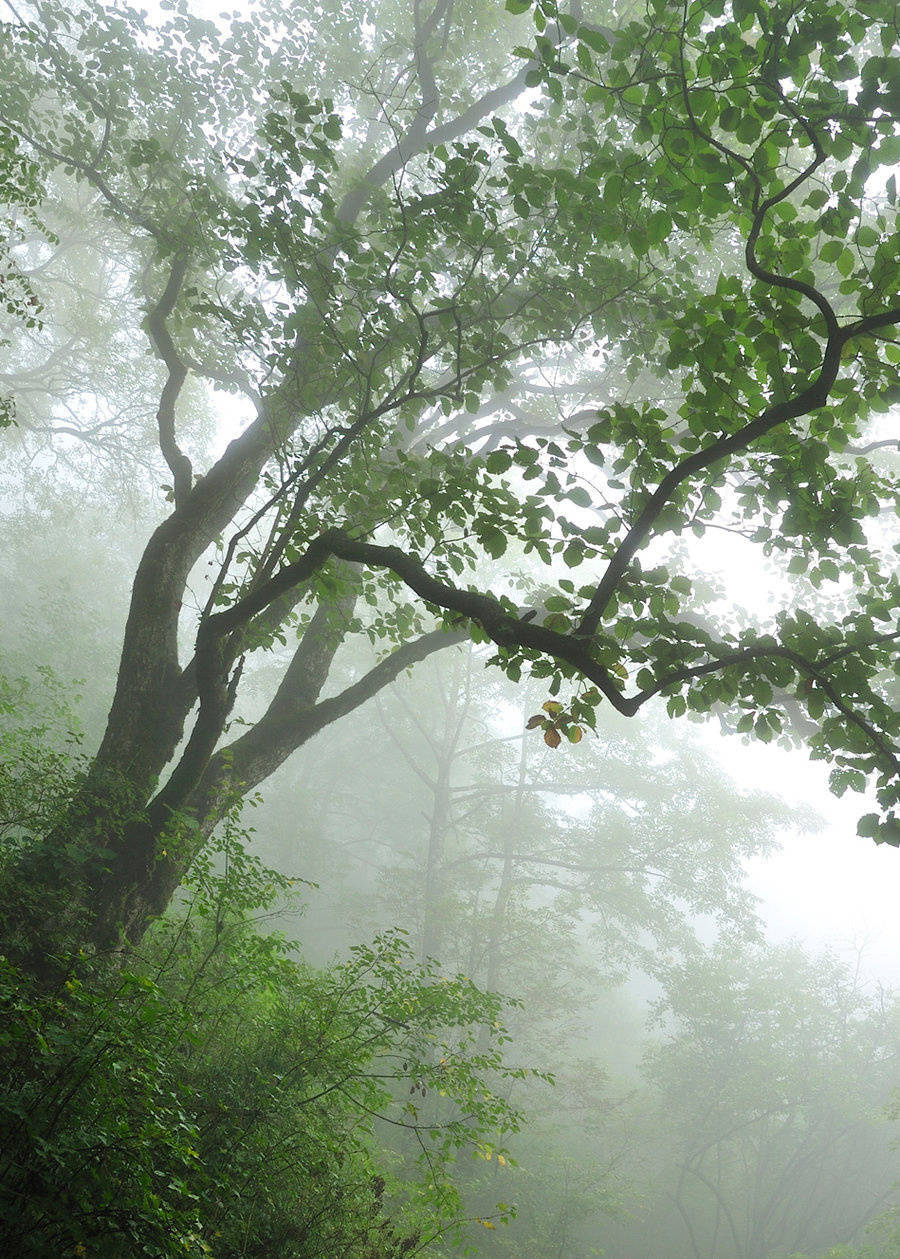 空山新雨