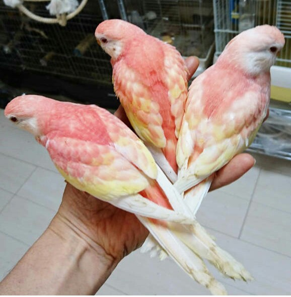 秋草鹦鹉品种图片