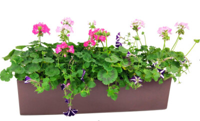 阳台花箱植物设计，好管理，好养护，好漂亮，净化空气
