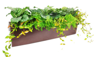 阳台花箱植物设计，好管理，好养护，好漂亮，净化空气