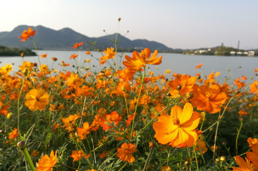 阳光下的格桑花～