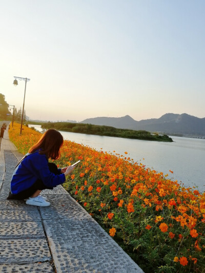 阳光下的格桑花～