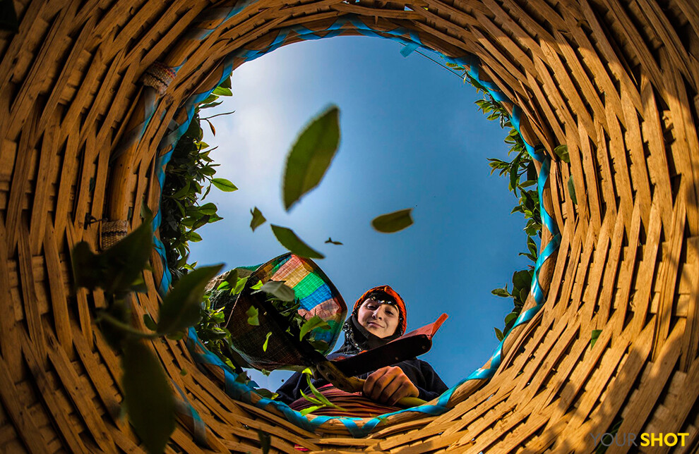 茶葉筐
土耳其的黑海地區(qū)，一名女工正在采茶裝筐。土耳其是全世界最大的產(chǎn)茶國之一，而國內(nèi)消費占了其產(chǎn)量的很大一部分。
攝影：Mehmet Aslan