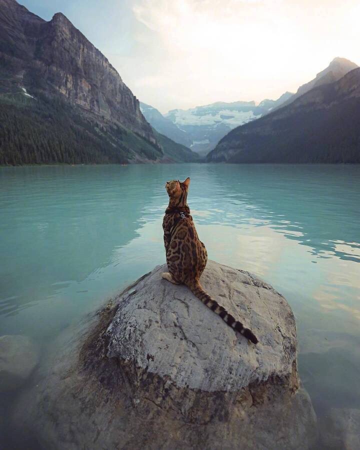 T台小猫咪 真正的猫步 就这样被一只猫帅到了又是别人家猫咪系列这感觉也太霸气了吧