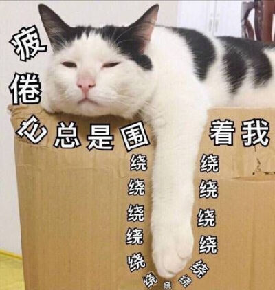 猫牙！狗牙！