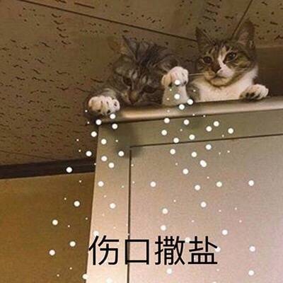 猫牙！狗牙！