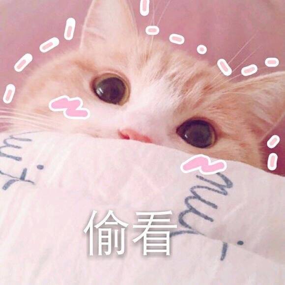 可爱的小猫