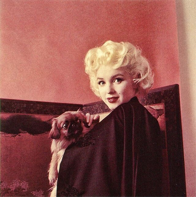 Marilyn photographed by Milton Greene, March 28, 1955