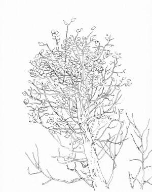 佛 敦煌  速写