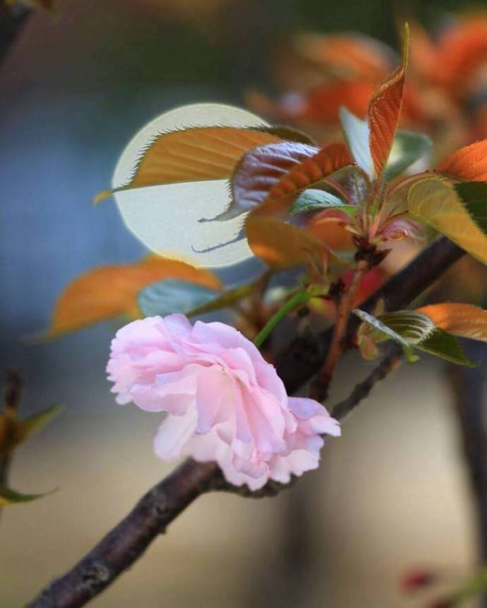 花易落，月难圆。只应花月似欢缘。晚安