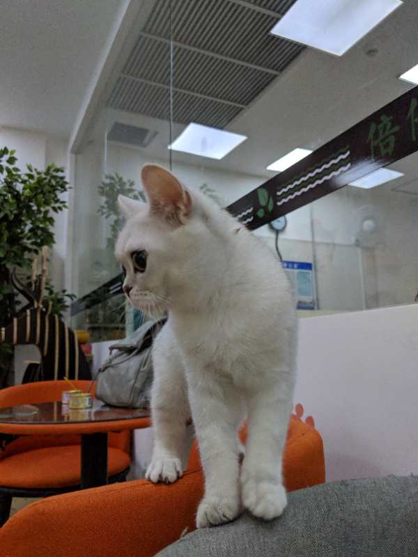 猫咪奶茶店