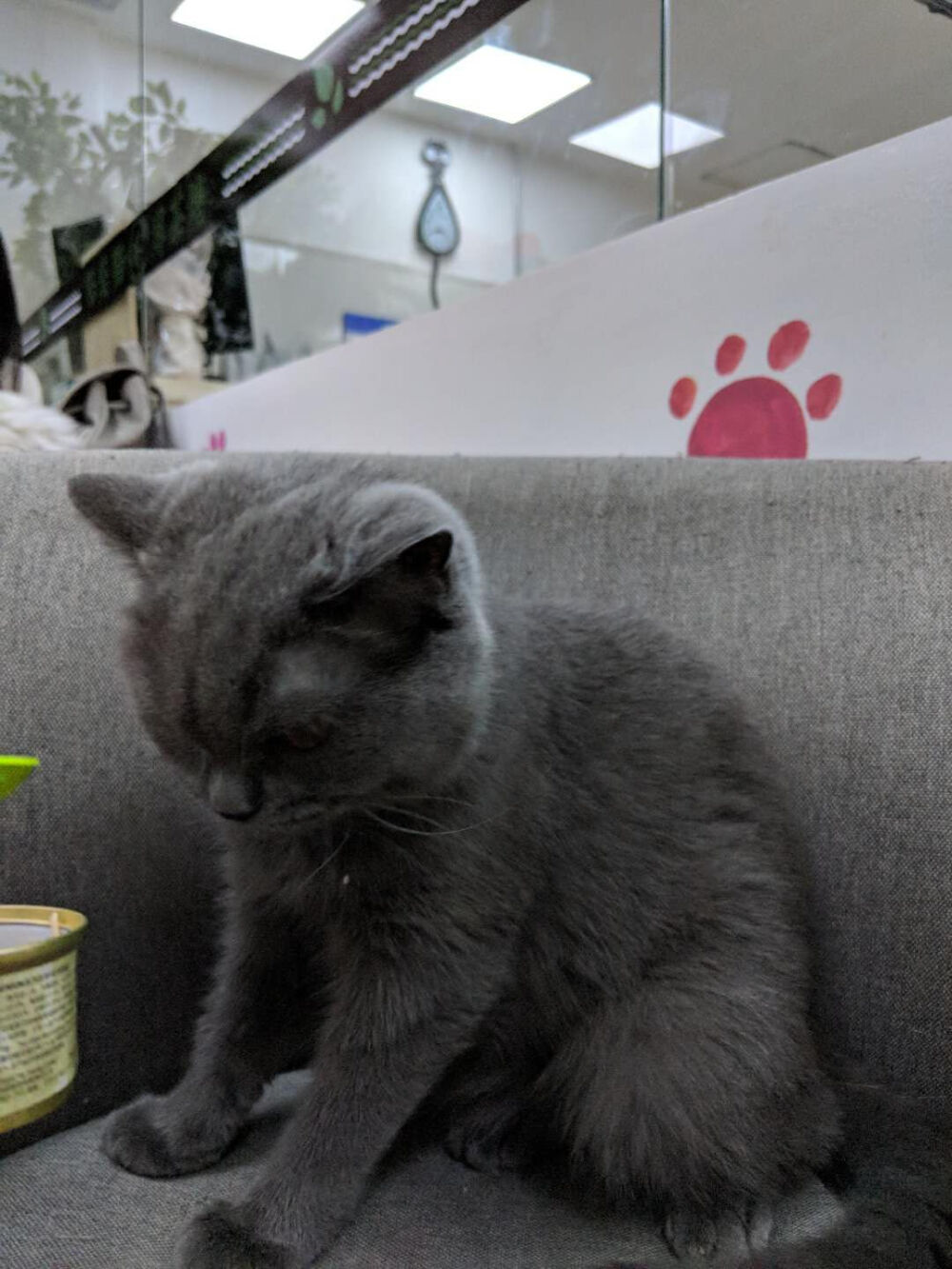 猫咪奶茶店