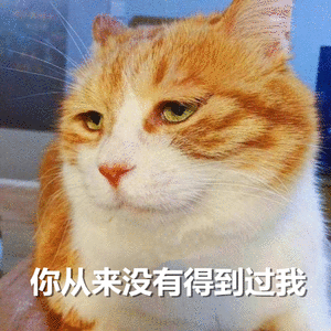 橘猫。表情图