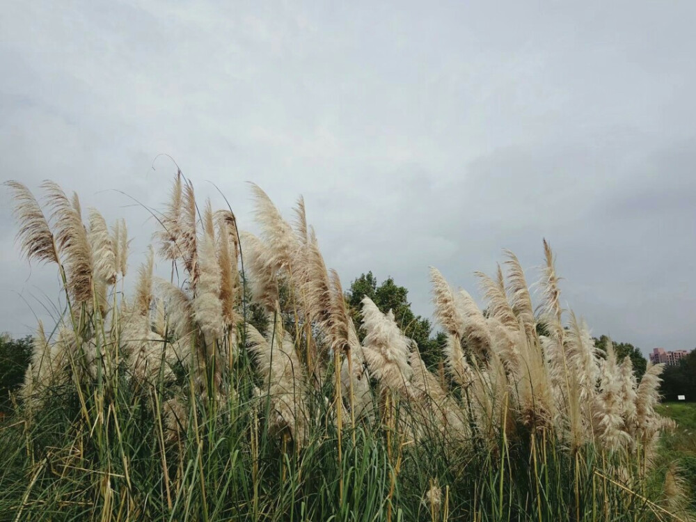 背景/花/原宿/简约