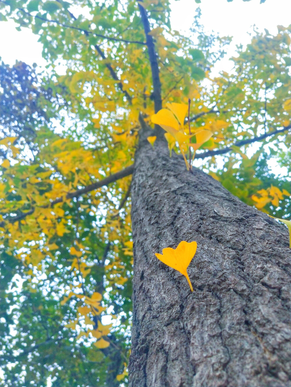 农业科院做北京医嘱共享回住处的路上
昏老树，旧梧桐，不胜轻柔一缕小风。——知秋