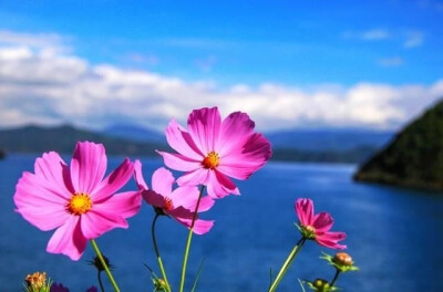 去泸沽湖赴一场格桑花开的盛宴，躺在湖景客栈里看春暖花开