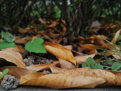 秋叶·落叶归根