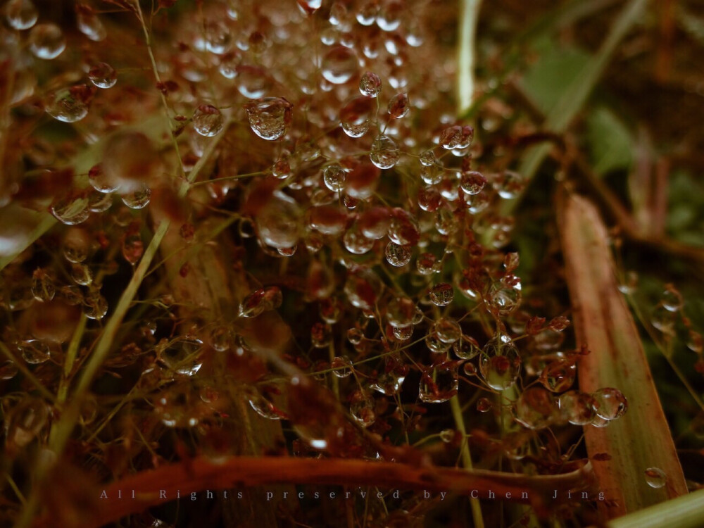 草叶中的露水