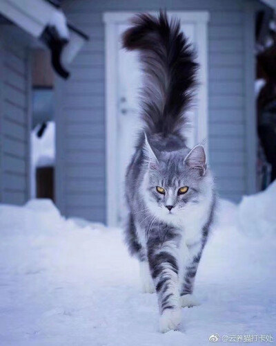 与冰雪融为一体的灵动/缅因猫/是来自挪威的男孩子。