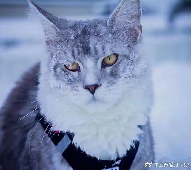 与冰雪融为一体的灵动/缅因猫/是来自挪威的男孩子。