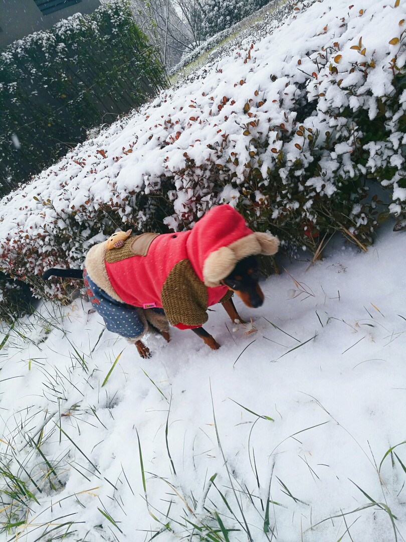 去年雪天里的小顽皮
萌宠宝贝♡