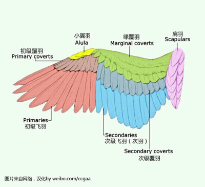 临摹素材