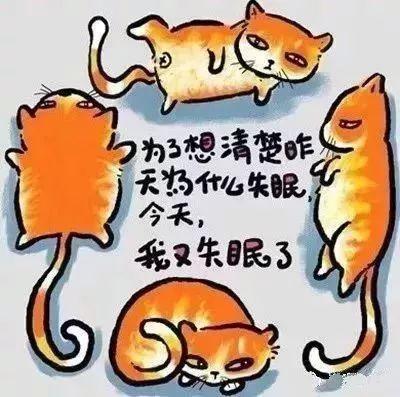 哲学猫