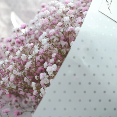 植物图书馆全国杭州鲜花速递粉色满天星情人节送女朋友生日礼物