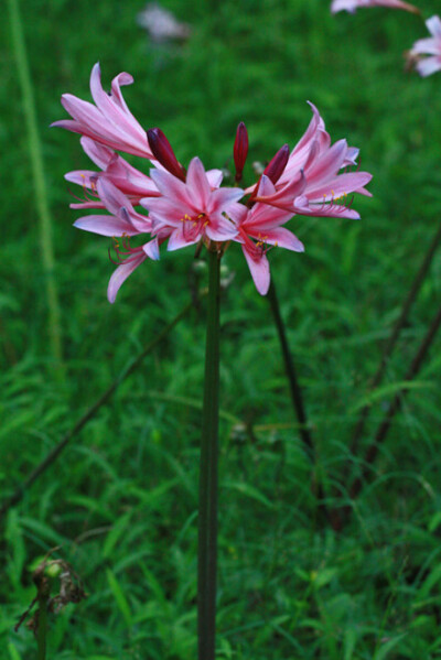 换锦花