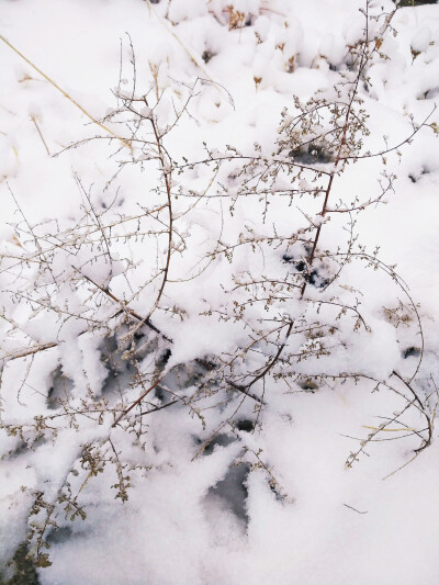 雪景