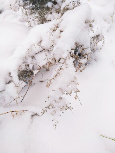 雪景